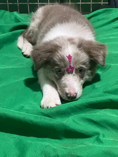 Border collie fêmea merle  pedigree cbkc 