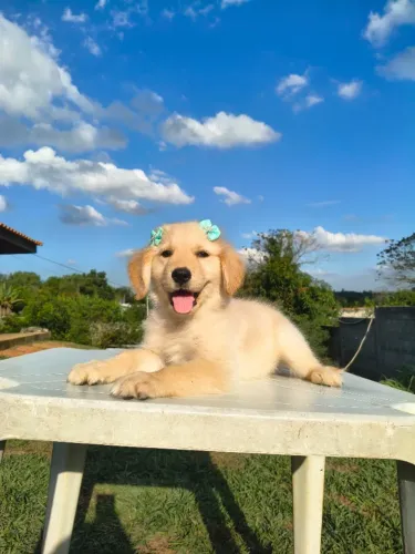 Femeas Golden Retriever em 10 vezes no cartão de crédito
