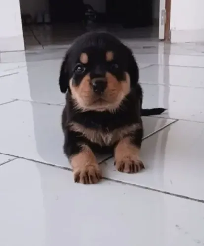 Cachorro rottweiler 
