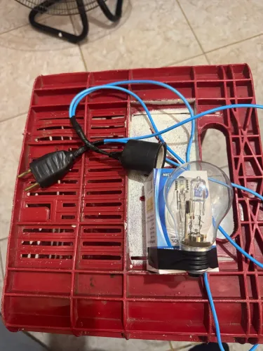 Kit lâmpada e fiação para chocadeiras 