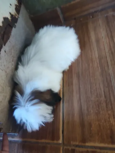 Vendo filhote de shih tzu fêmea