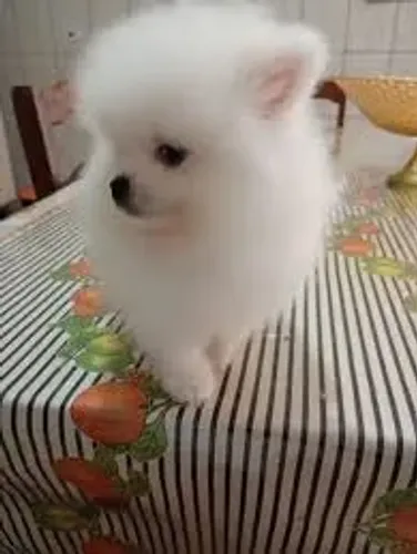Lulu da pomerânia, 499 reais CADA, favor chamar no WhatsApp *