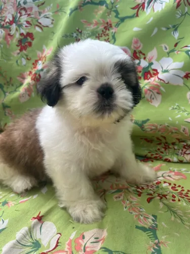 Filhote de Shih tzu