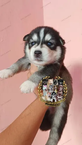 Husky siberiano