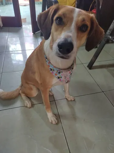 Cães para adoção