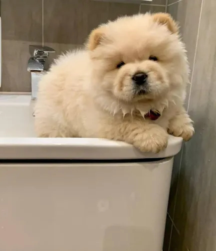 Filhotes de Chow Chow | Personalidade marcante.