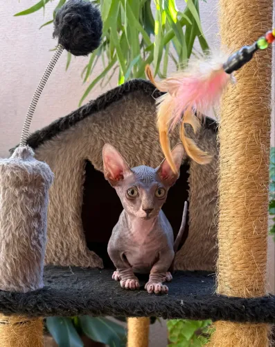 Filhote Sphynx Bambino Macho