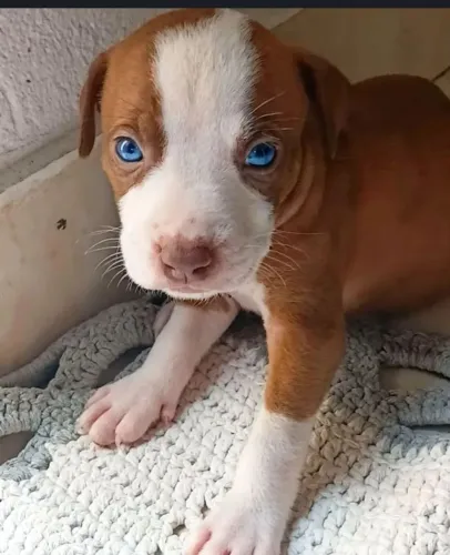 Filhotes de pitbul de raça disponíveis