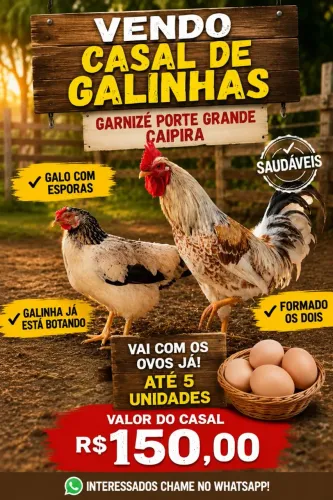 Casal de galinha
