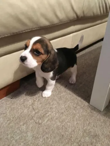 Beagle Um amigo que vai fazer seus dias melhores