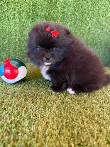 Lulu da pomerania anão linhagem ursinho bibelô 