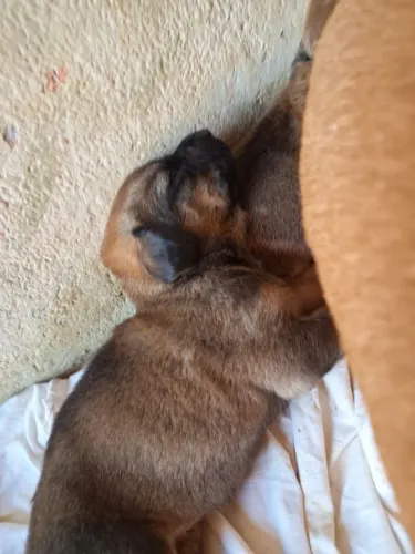 Doação de cachorros salchichas com pastor belga