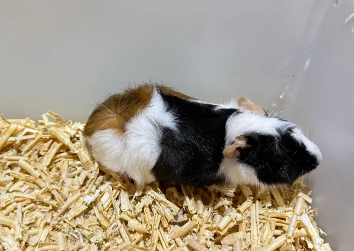Filhotes de Porquinho da Índia Abissínio 
