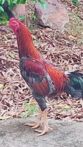 Vendo galo carioca