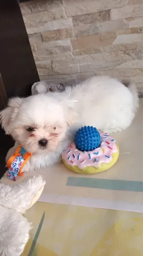 Belíssimos filhotes de shih tzu