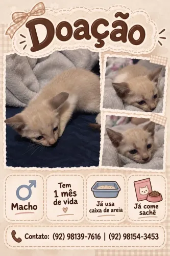 Gato branco