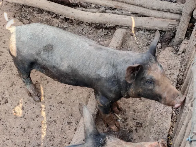 Porco "tatuzinho" , "patuá"