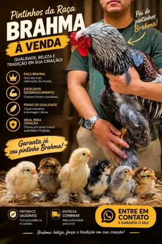 ? PINTINHOS DA RAÇA BRAHMA À VENDA! ? ? Lindos pintinhos Brahma, uma raça conhecida pe