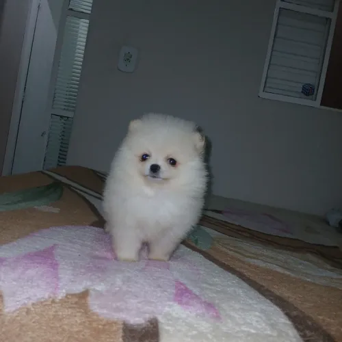 Lulu da pomerania