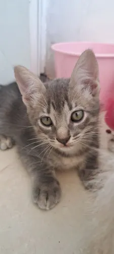Doação Gato Macho 60 dias 