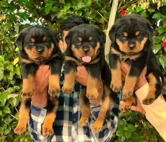 Rottweiler fofinhos limitados
