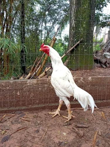 Galinha
