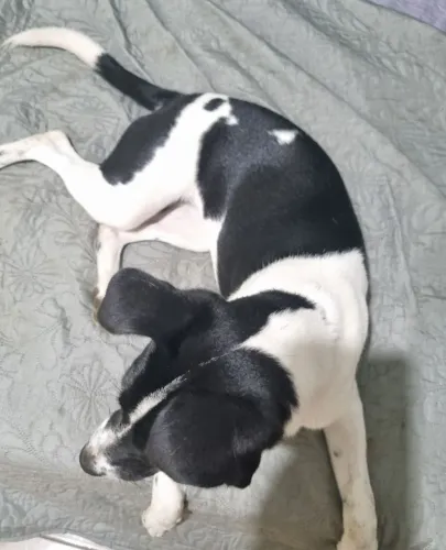 DOAÇÃO responsável cachorrinha castrada e vemifugada
