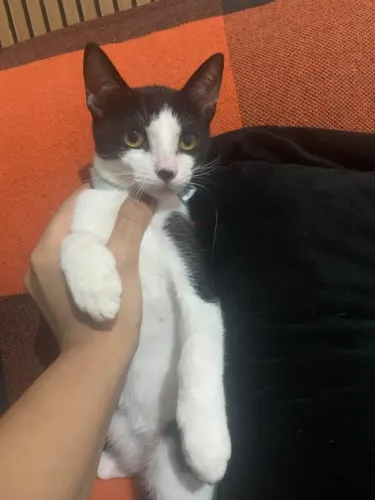LINDO GATINHO FRAJOLA