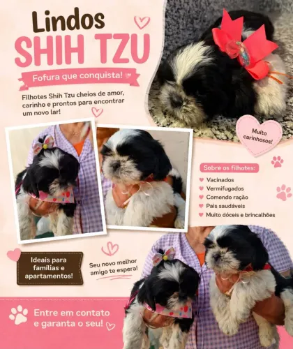 Filhotes de shitzhu a venda