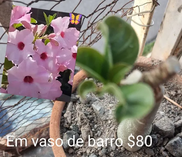 Rosa do deserto Rosa de centro vinho