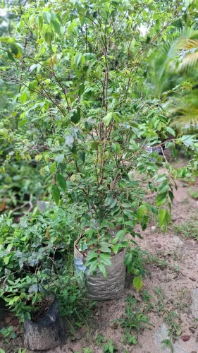 FRUTÍFERA PARA VASO | JABUTICABA