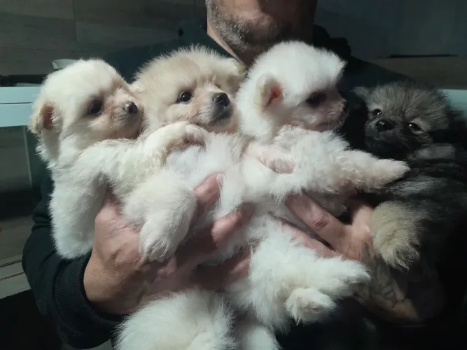 Spitz alemão