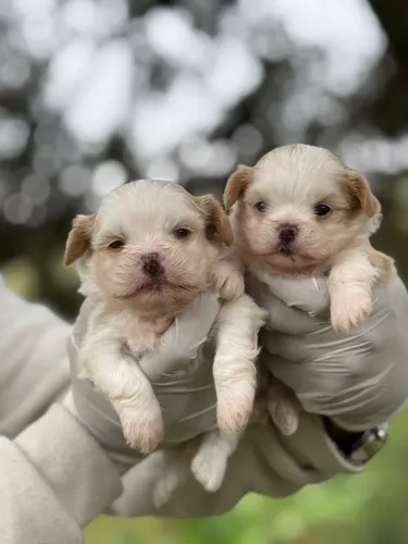 Shih tzu | Tire suas dúvidas sobre vacina e vermífugo direto no zap 