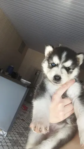 Lindos Husky siberiano