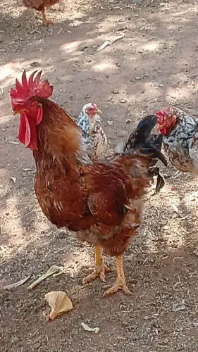 Galo GSB 