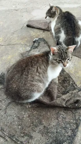 Gato