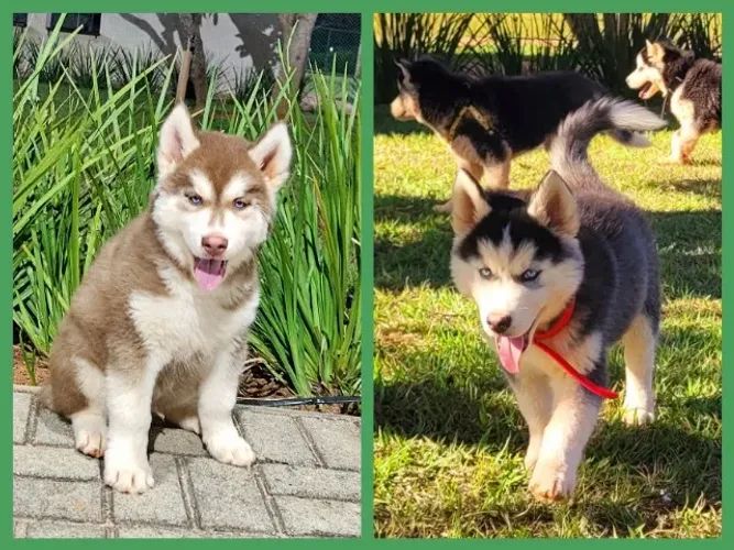 FILHOTES DE HUSKY SIBERIANO com PEDIGREE da CBKC! Machos e Fêmeas!!!