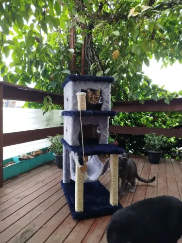 Arranhador para gatos com casinha duplex