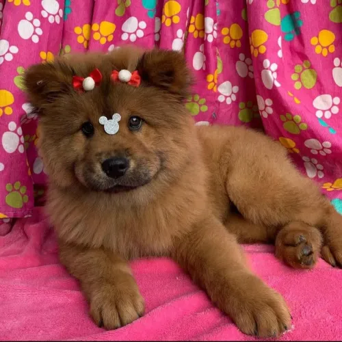 Filhote de Chow Chow um ursinho de pelúcia em movimento 