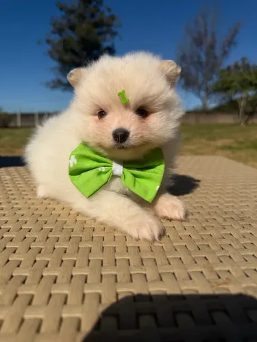 Spitz Lulu macho