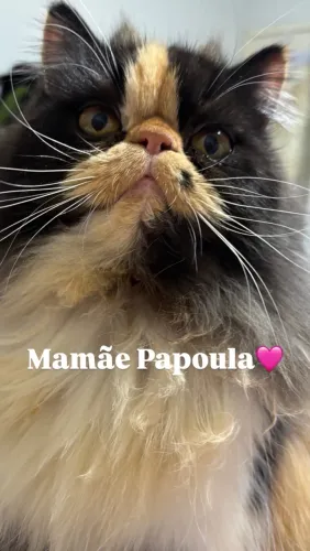 Lindo bebê gato persa! ?