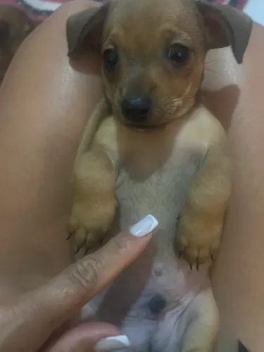 Vendo Pinscher número 1