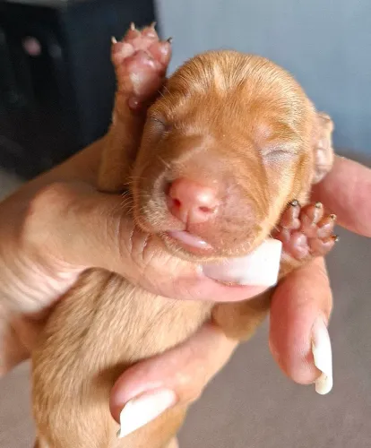 Cachrro salsicha (Dachshund)