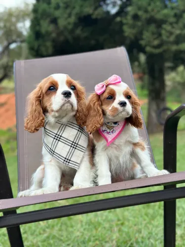 Cavalier king macho e fêmea a pronta entrega 