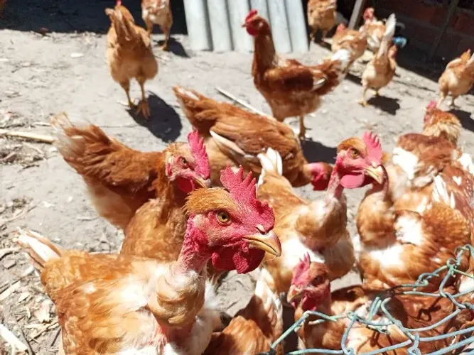 Frango vivo $ 70