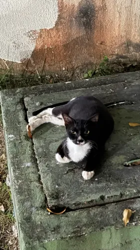 Adoção gatinha