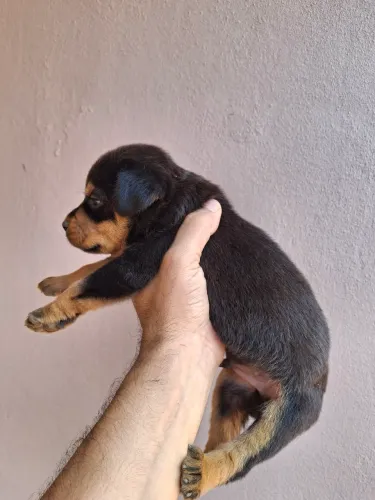 Rottweiler 