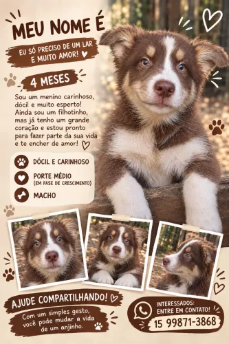 Vendo border collie 