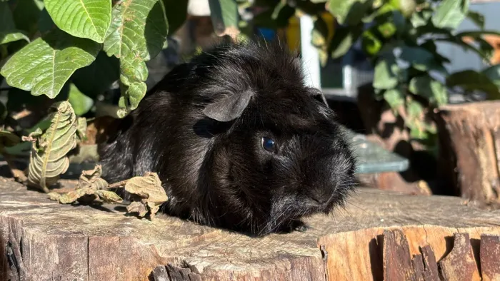 Porquinho da índia