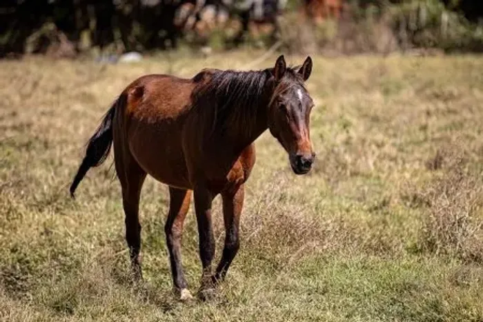 Cavalo Rústico para Trabalho